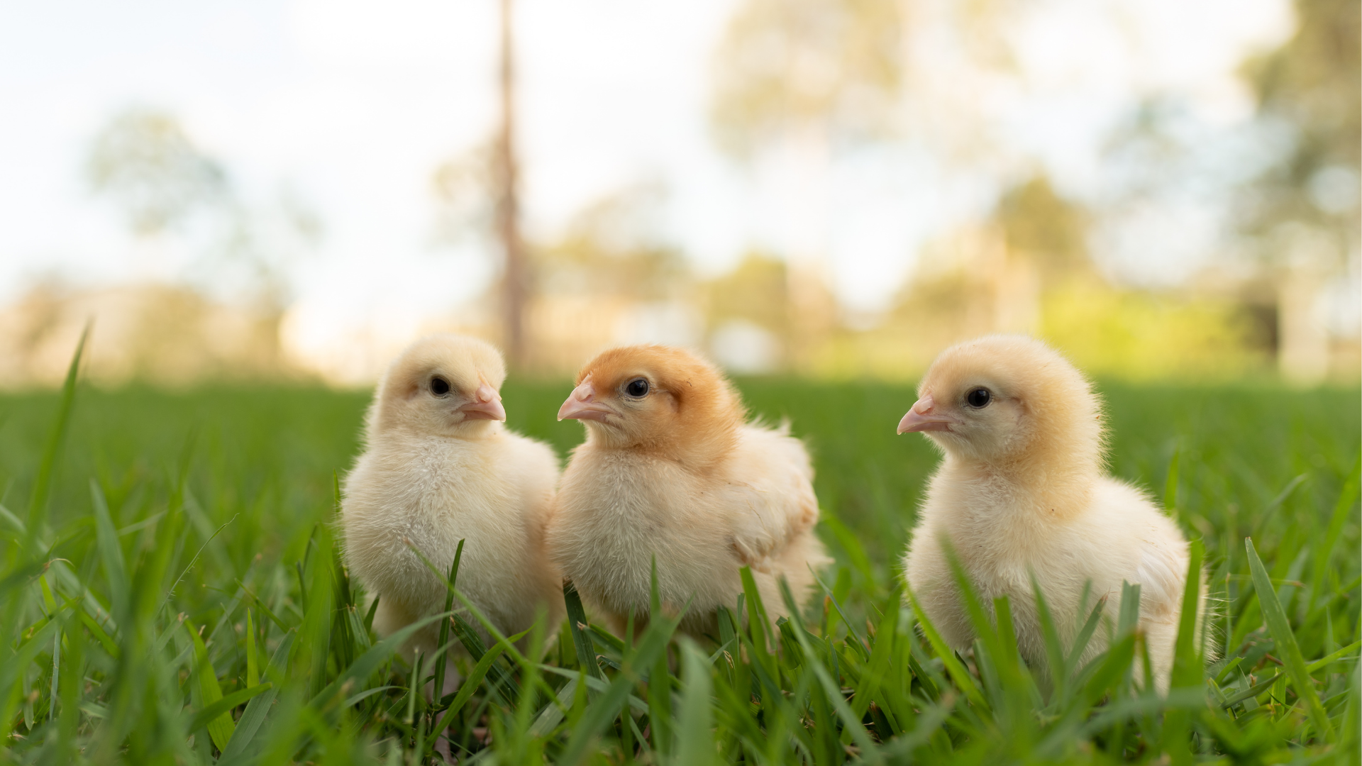 Chicken Breeds