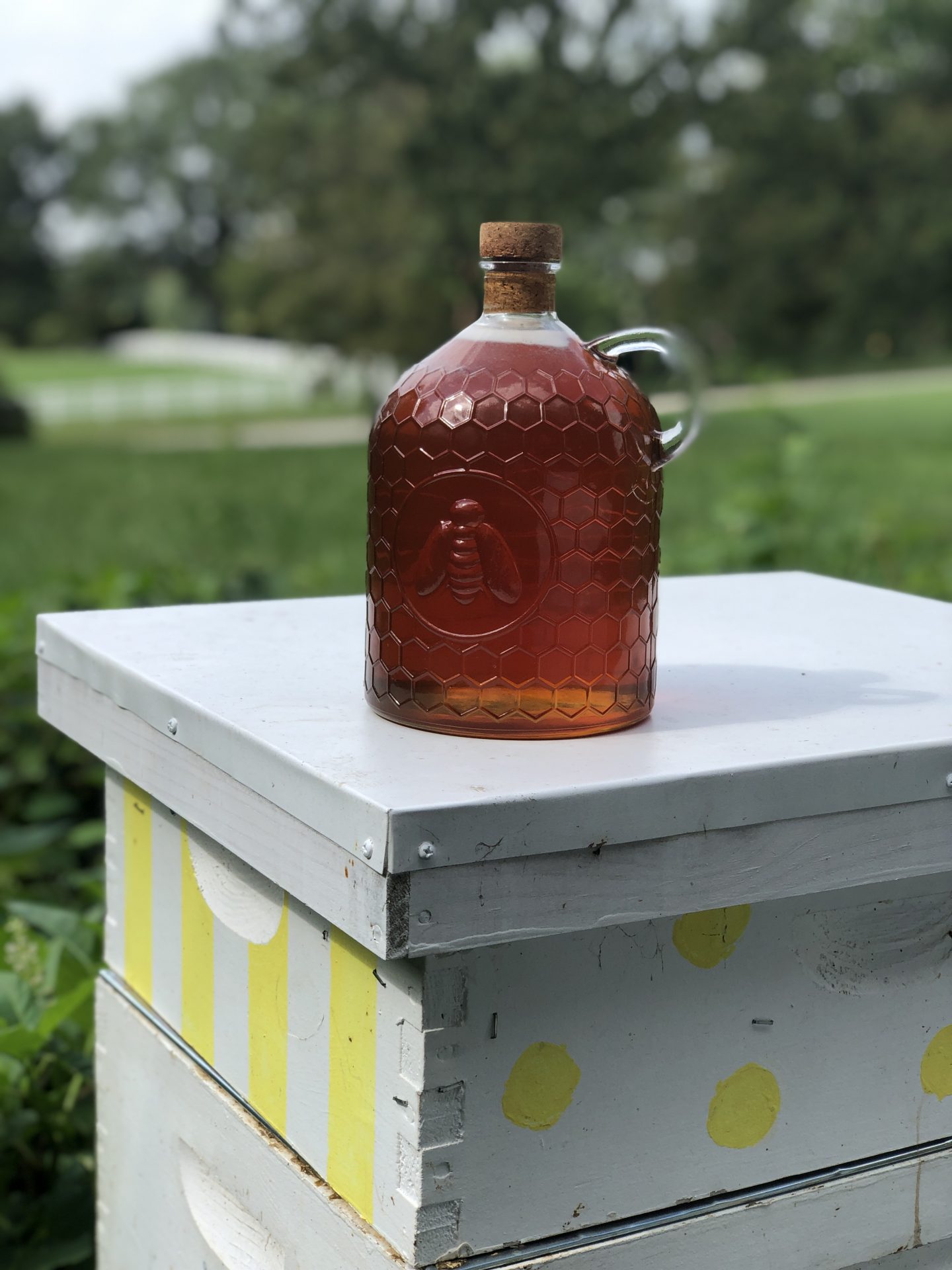 Getting Started Beekeeping – Tales of Sweet Honey and Bee Stings