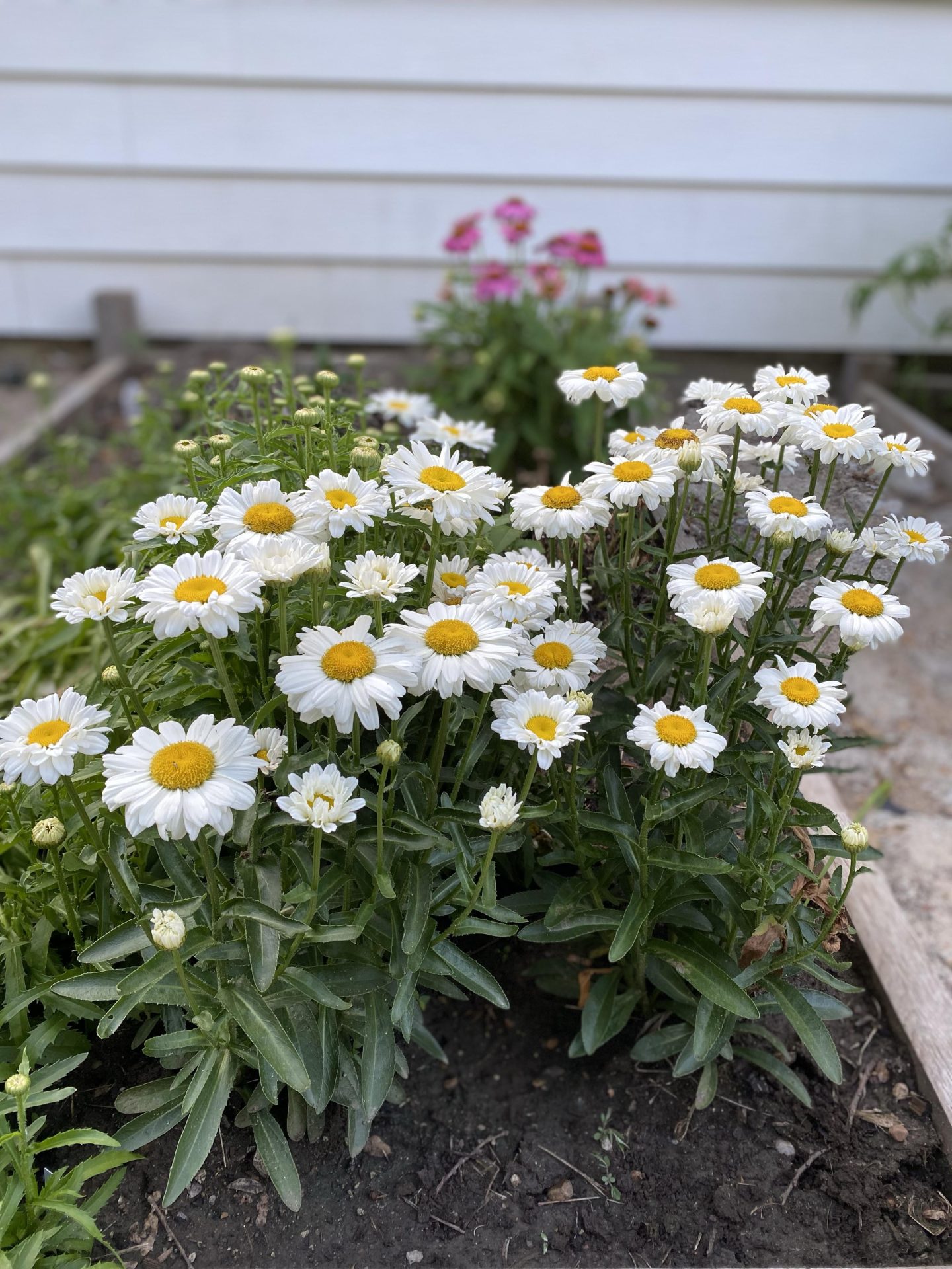 What Gardening Can Teach Us About Faith